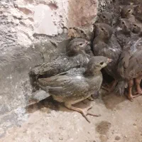 بلدرچین زینتی