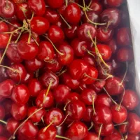 گیلاس تکدانه درجه یک
