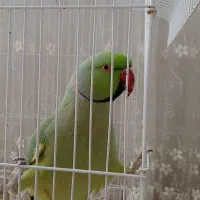 طوطی ملنگو سخنگو