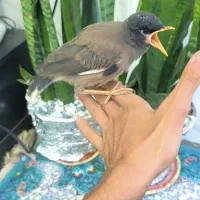 جوجه مرغ مینا افغانی چشم ستاره یی
