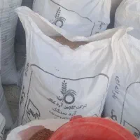 گندم دیم
