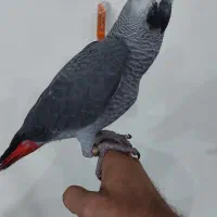 جوجه کاسکو تازه دونخور فول رام و دستی