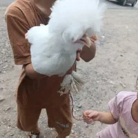 مرغ لهستانی