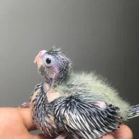 جوجه عروس هلندی سرلاکی