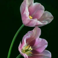 حسابدار خانم