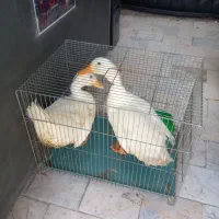 اردک سفید بزرگ دو عدد سلامت