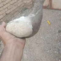 کفتر|پرنده|سده (خراسان جنوبی), |دیوار