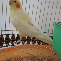 عروس هلندی