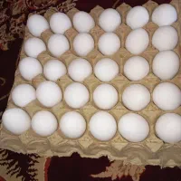 تخم مرغی یک زرد