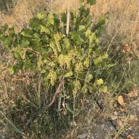 فروش باغچه دشت ارژن