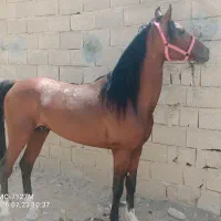فروش اسب جفت زن