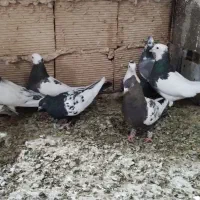 کفتر|پرنده|سبزوار, هویزه|دیوار