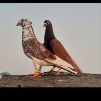 کفتر