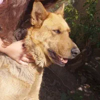 گمشده|حیوانات|شیراز, شهرک صدا و سیما|دیوار