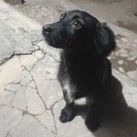 سگ پا کوتاه زیبا و با نمک