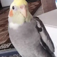 مرغ عروس