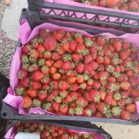 توت مربایی