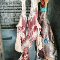 گوشت گوسفند وگوساله