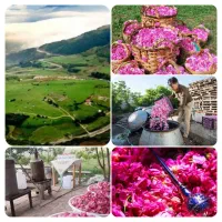 تور یک روزه گلاب گیری کاشان