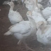 جوجه بوقلمون بیوتی ۶