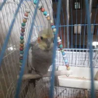 عروس هلندی