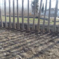 نهال صنوبر اسرائیلی دارچینی