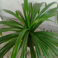 گل پاندانوس