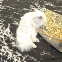 پقپ