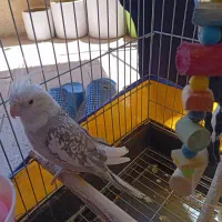 عروس هلندی نر