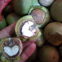 گردو پوست کاغذی رسیده