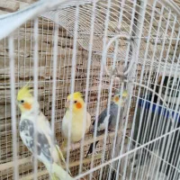 حیوانات خانگی