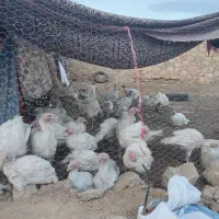 مرغ بیوتی