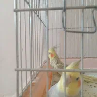 کوچه  بهشتی شمالی