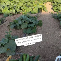 خیار اوریکا مخصوص خیارشور همان خیارسیاه