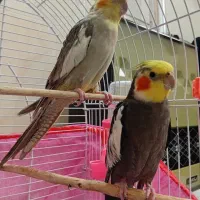 عروس هلندی نرو ماده