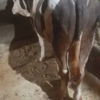 گوساله نر سیمینتال اصیل
