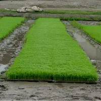 فروش نشا برنج طارم هاشمی