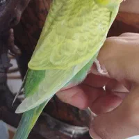 مرغ عشق