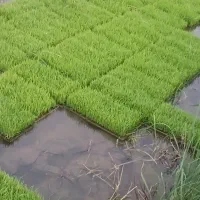 بذر طارم هاشمی دستگاهی