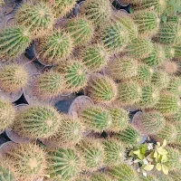 کاکتوس اچینو