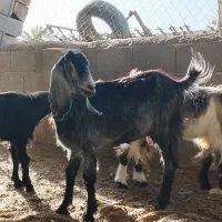 فروش بز ماده کهره ماده بنک برای محرم