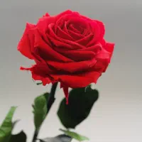 گل رز