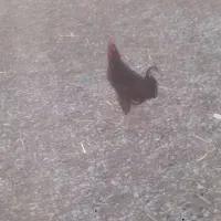 خروس