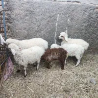 فروش 5راس بره
