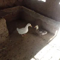 اردک