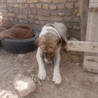 دو عدد سگ گله ای