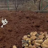 کود حیوانی|خدمات باغبانی و درختکاری|گلپایگان, |دیوار