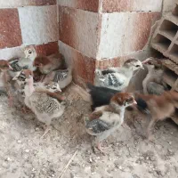 جوجه|حیوانات مزرعه|پارس‌آباد, |دیوار