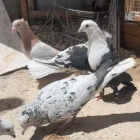 کفتر دوم سفید سار کاکلی کربلایی شامی