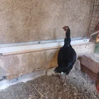 دو عدد مرغ لاری